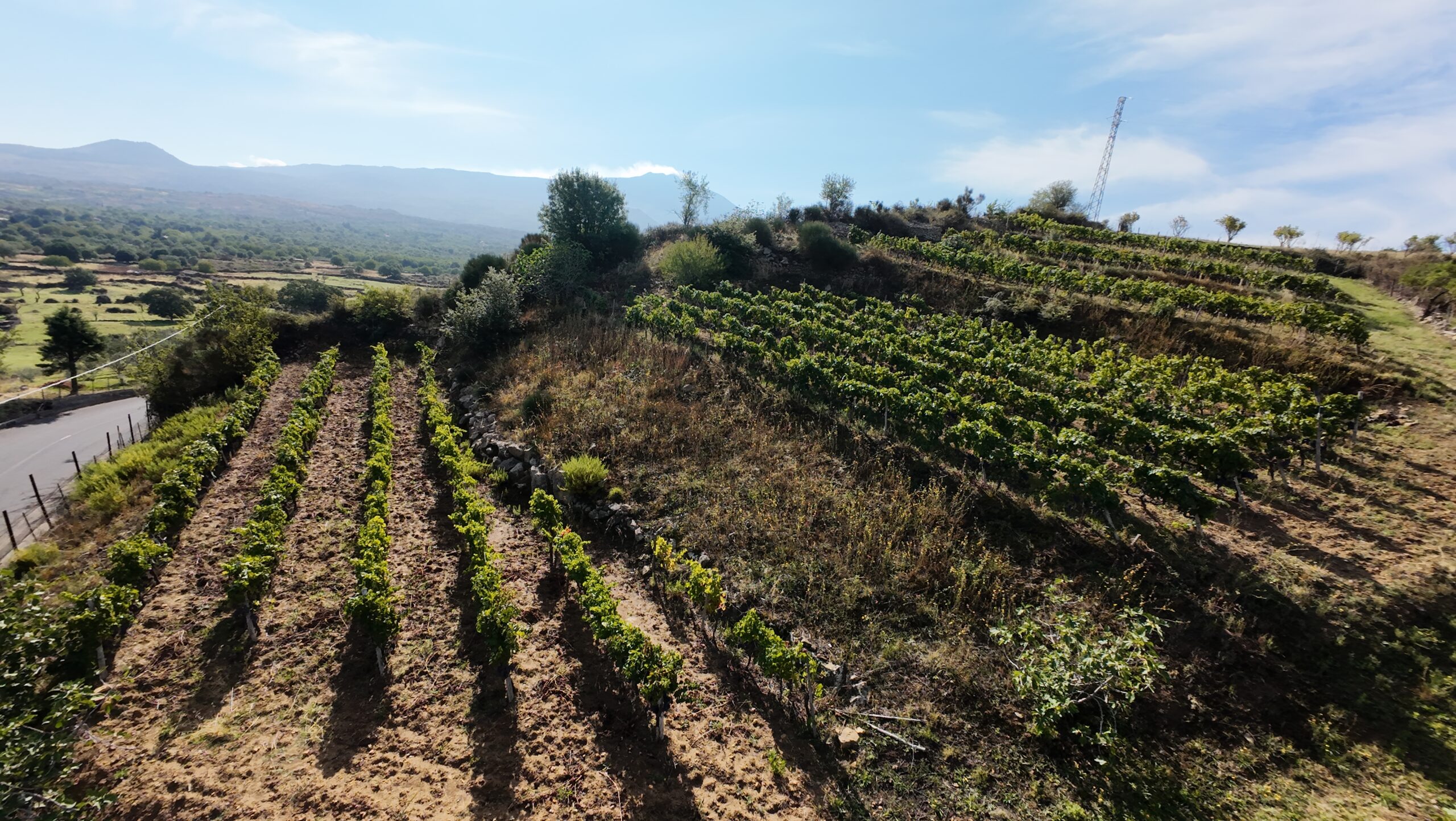 Terreno Agricolo – Vigneto – C.da Filice, Maletto (CT)